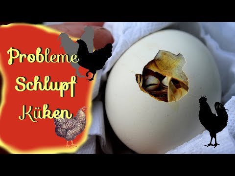 Video: Wann schlüpfen Kaiserfischeier?