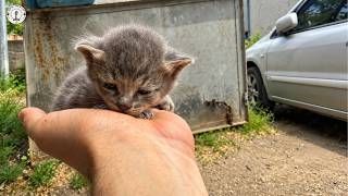 Left in a Cold Parking Lot Since Birth... He Silently Purred in Our Arms