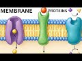 Membrane Proteins Explained Simply | Structure, Types & Functions