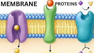 Membrane Proteins Explained Simply | Structure, Types & Functions