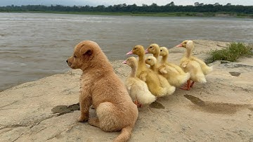 Unbelievable!When a wild puppy becomes a mother duck...puppy takes the ducklings on a grand journey.