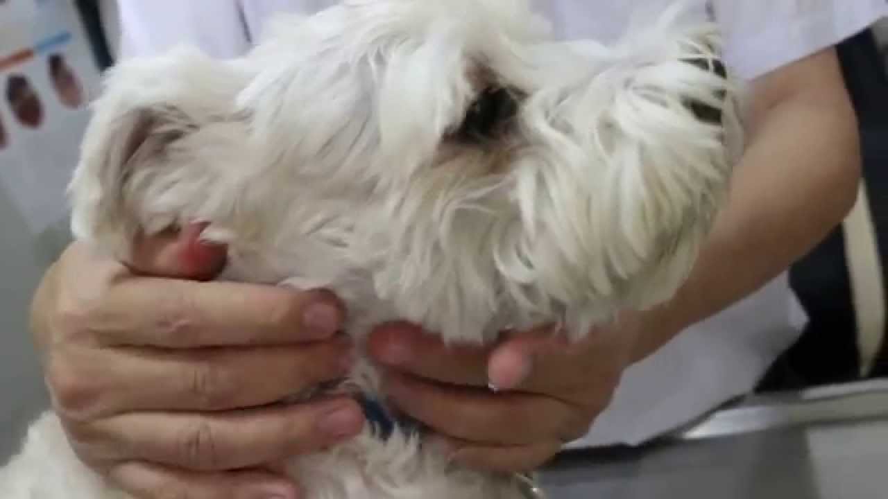 Do Dogs Get Sore Throats From Barking Too Much