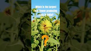 largest sunflower producer⁉️#ctet one liner #kvsprt #gkquiz