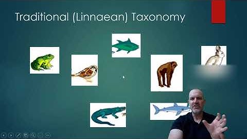 Dinosaur Lectures Video 2: Phylogeny and taxonomy