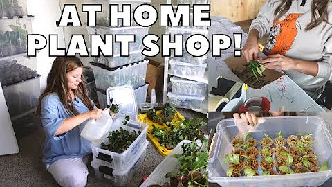 WEEKLY PLANT SHOP ROUTINE! | Running an Online Houseplant Shop from Home! - DayDayNews