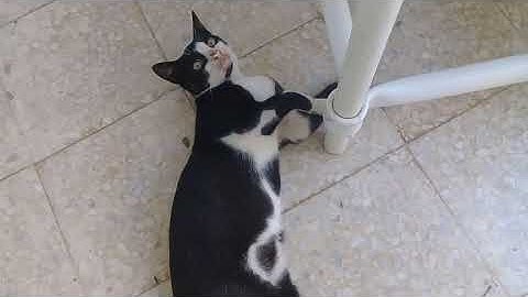 Is your cat kinda dumb meme +update on the cat family UwU