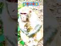 👉मंकी खाने का इंतजार करते।,❤️🐒🙏 #cuteanimals #funnymonkey #monkey #youtubeshorts #youtubevloggers 🙏🐵