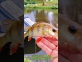 #fishing #fish #shorts 8