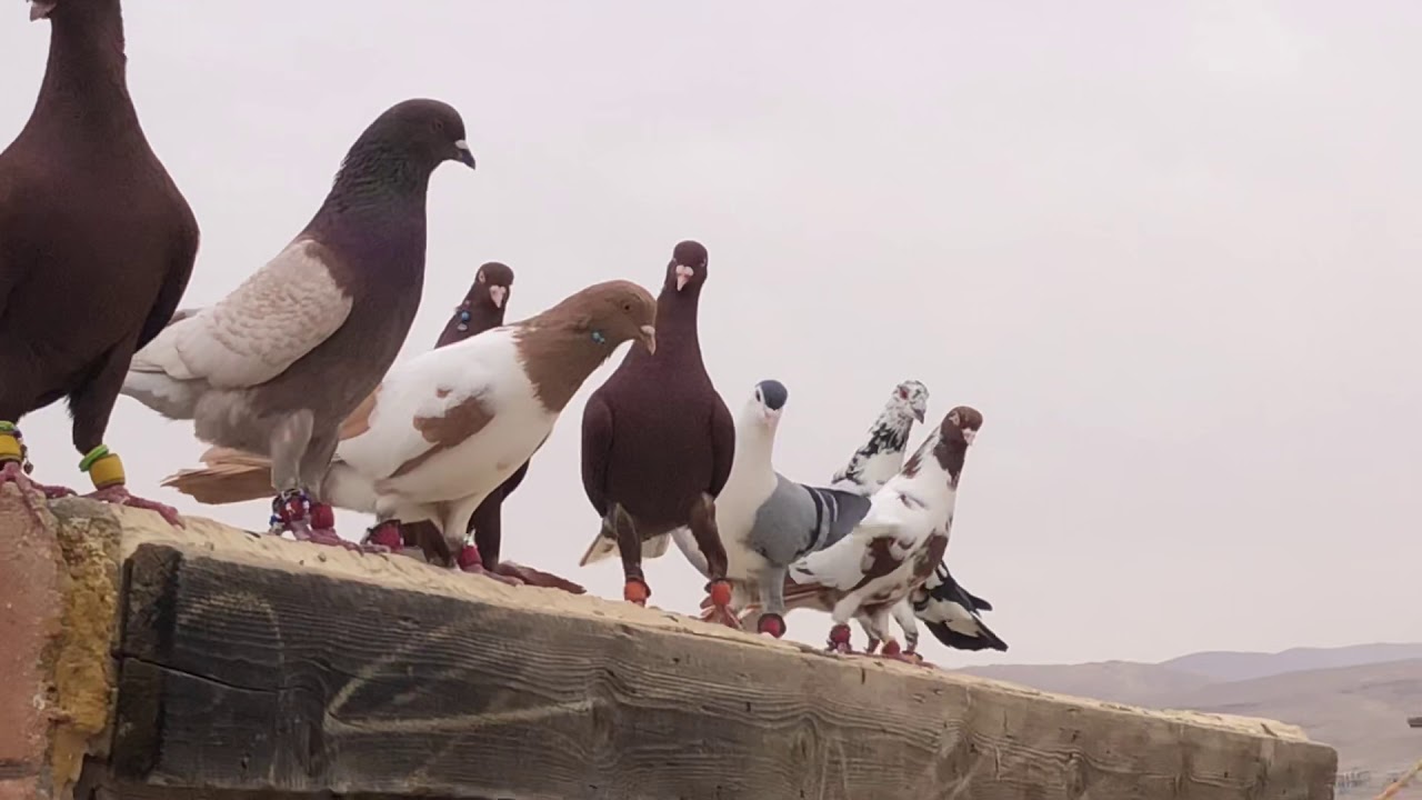 حمام مدينة النبك