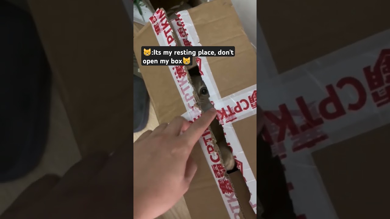 Funny cat video|Cat in cartoon box| 