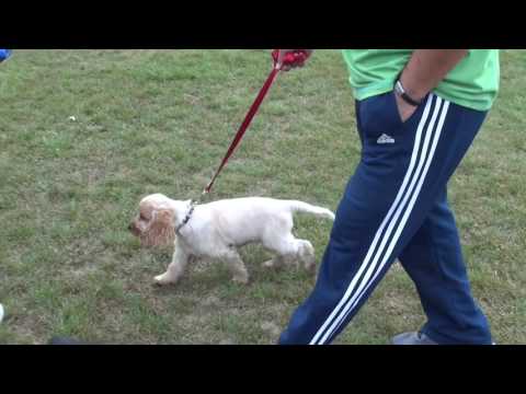 Kutyámmal Vadászom Hound  ( Kutyakiállítás Kecskemét )