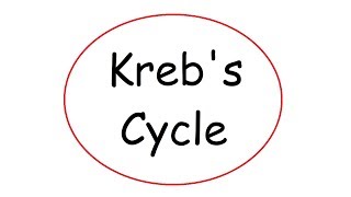 Kreb's Cycle