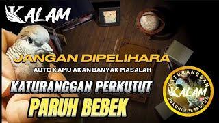 Katuranggan Perkutut Paruh Bebek - Hati-hati bila punya perkutut jenis ini - Ki Paut Anomsari