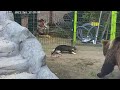 Мансур: а кто это тут ест мою рыбку без спроса? 🐻🐱