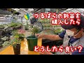 【初心者向け】つるばら(新苗)購入後の手入れのお話
