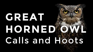 Great Horned Owl Sounds and Calls - Have you heard this owl hooting before?