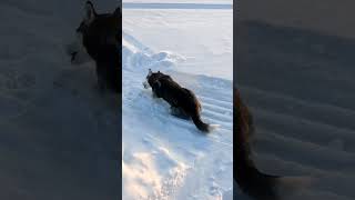 когда чешется спинка у хасяюшки...#фуфикАльфа #хаскиголубыеглазки