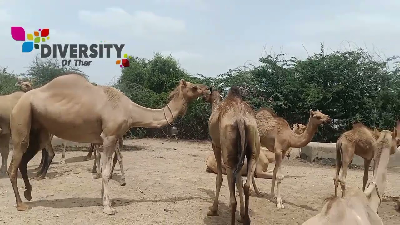 camel calves with mom Camel Calves || Beautiful Camels