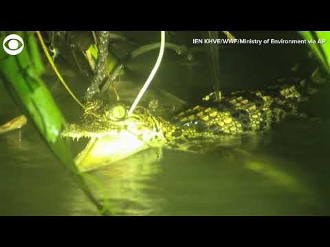 Rare endangered crocodile hatchlings found in Cambodia
