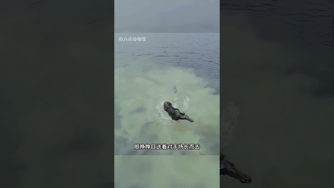 驼鹿水中大战野狼#野生动物零距离