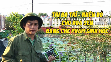Trị bọ trĩ - Nhện đỏ cho hoa sen bằng chế phẩm sinh học an toàn cho cá