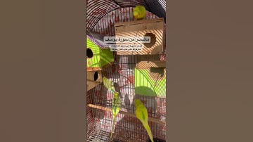 #سورة_يوسف #أحسن_القصص #قرآن #مشاري_العفاسي #العراق #طيور #البادجي #quran #birds #usa #lovebirds