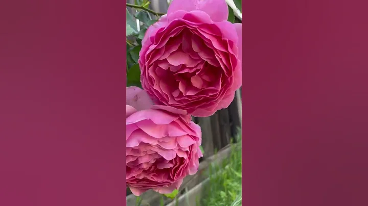 David Austin rose Princesses Alexandra of Kenton o...