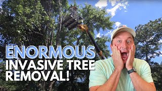 Chopping Down (Enormous!) Invasive Trees | Bradford Pear Removal