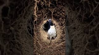 Vole Pov 8S Underground Tunnel Rush Real Micro Cam