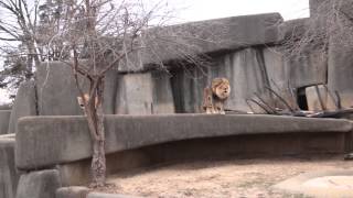 Lion and Lioness Roaring - Louisville Zoo