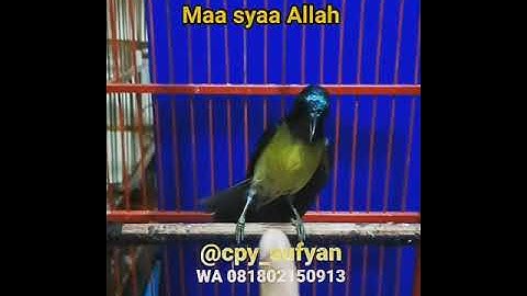 Kolibri kelapa menari