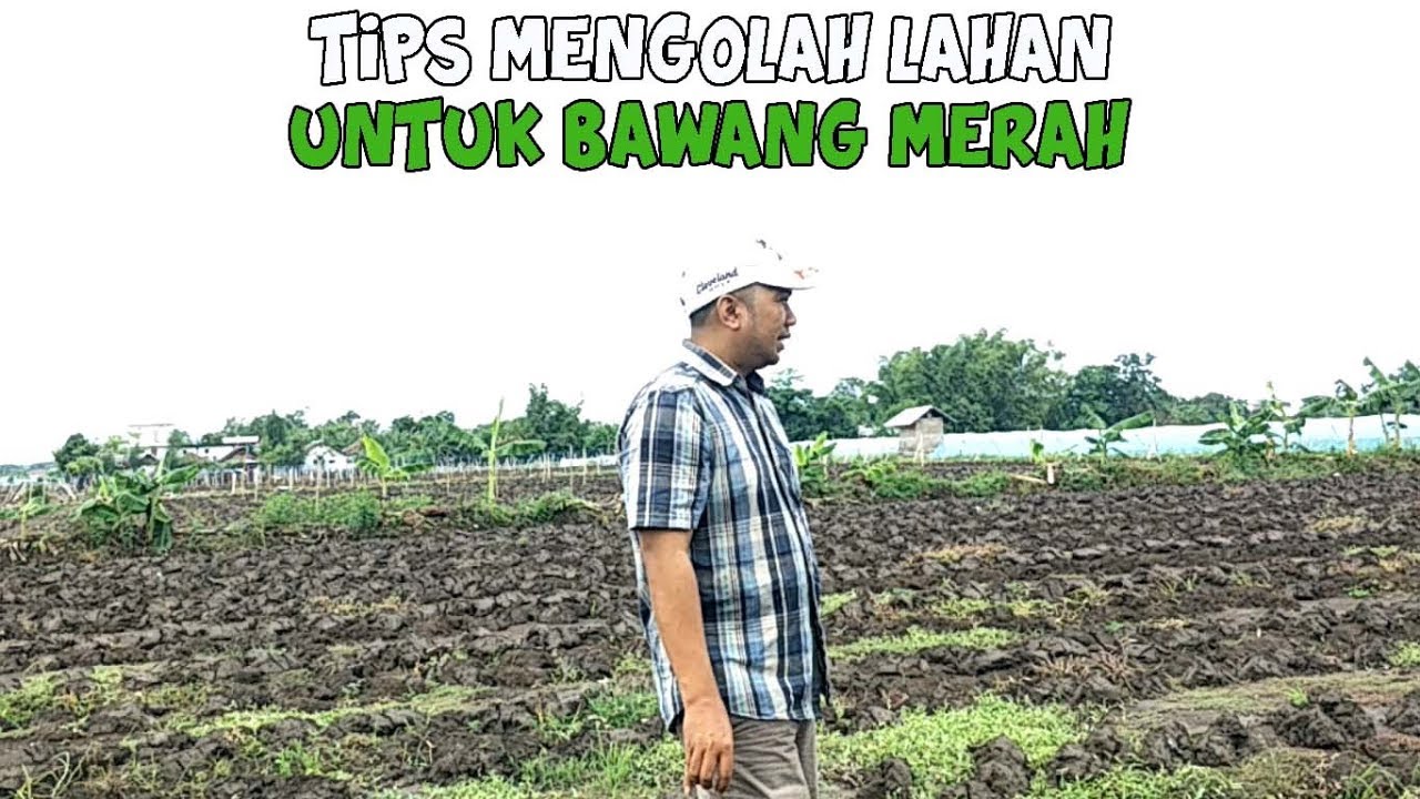 Cara Pengolahan Lahan Pada Bawang Merah Di Musim Hujan #Part1 