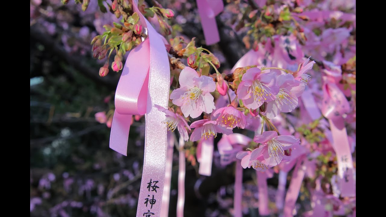 20240218桜神宮の河津桜2024【HD・原画4K】 - YouTube