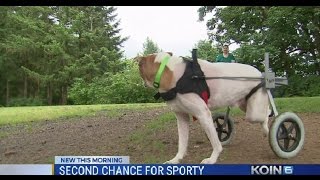 Special Needs Dog Looks For 2Nd Chance