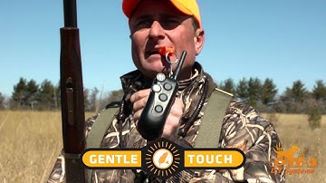 DT Systems Dog Training Gear - Tough and Durable Gear for your Hunting Dog