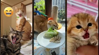 Funny Cats 2024 🐱 Will Cheer you Up 😅 #lifeandcats Episode 3504