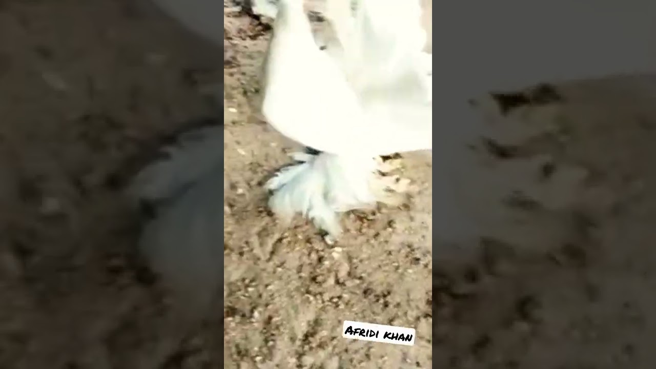 laka pigeon white fentail white laka kabootar for sale kabutar