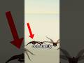 Why do Birds do This?