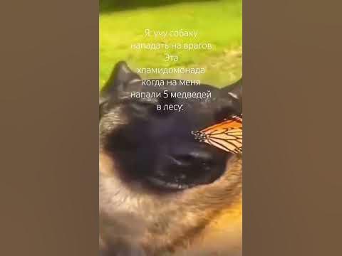 Собака с бабочкой на носу #shorts #мемы #мем #хахах - YouTube