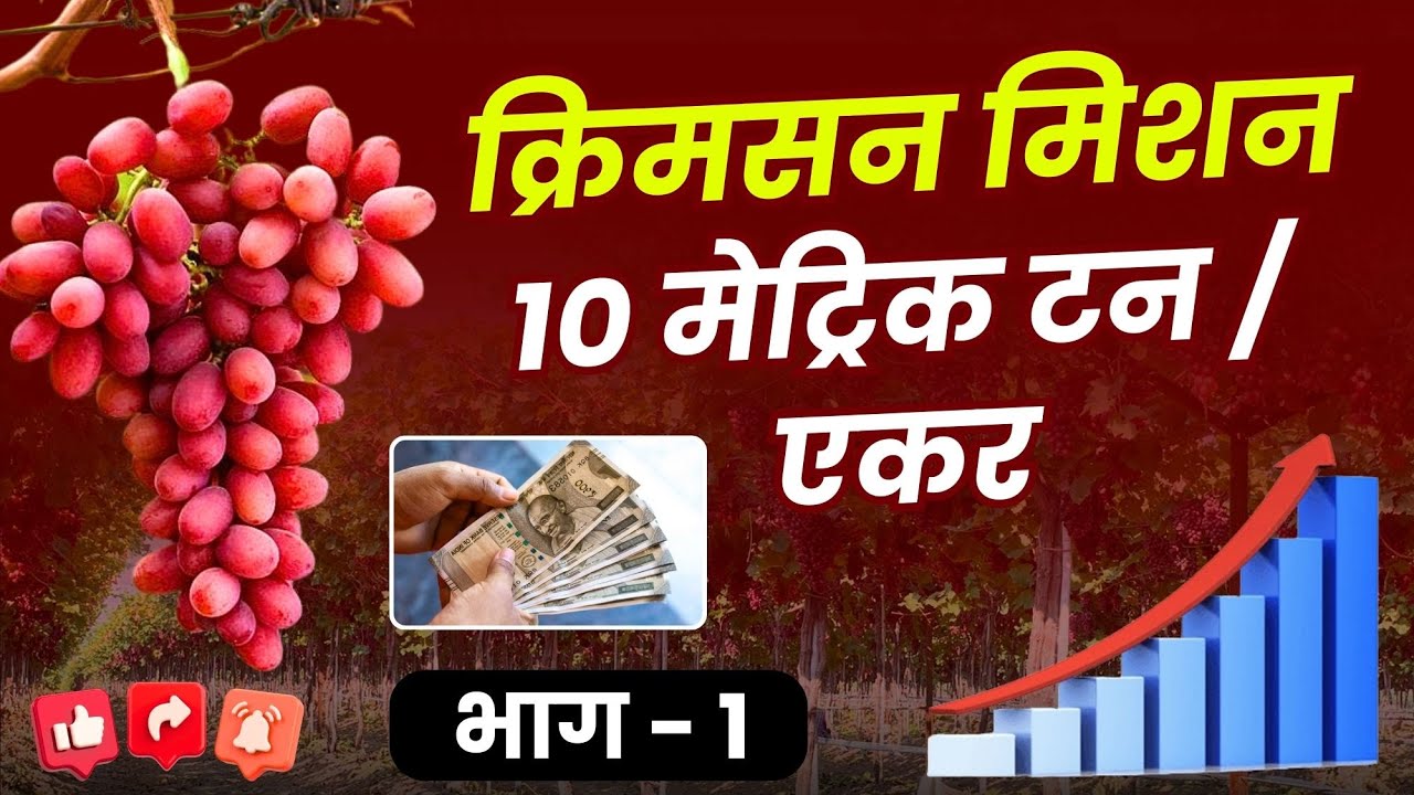 क्रिमसन मिशन 10 मेट्रिक टन / एकर ! Grapes Farming | Crop Solutions | Crimson Seedless | Agriculture