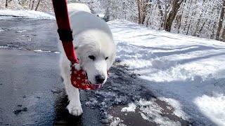 白銀の散歩道を元気に歩くルンルンとアランです　Great Pyrenees　グレートピレニーズ