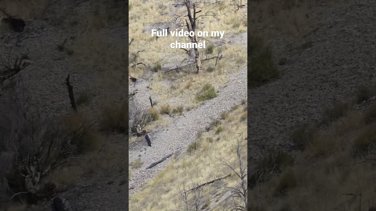 Clip from Nevada 2022 mule deer hunt. 