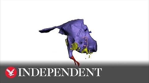 Scientists recreate brain of largest carnivorous dinosaur using Isle of Wight fossils