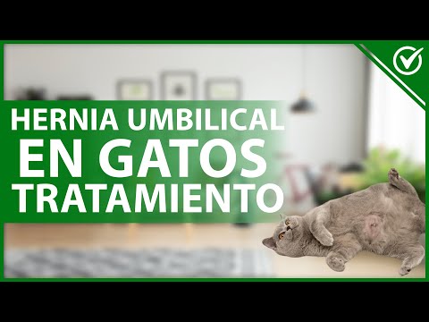 Video: ¿Qué es FIV en gatos?