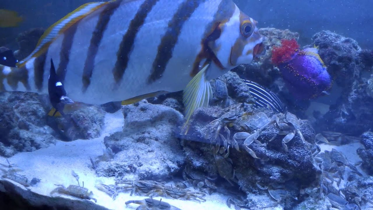 カニ60匹投入 魚が捕食 食べる時の音が生々しい Aquarium Youtube