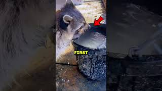 Raccons Dunk Food But Not To Clean It