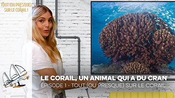 Est-ce que le corail est un animal ?