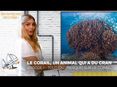 Vidéo: Différence Entre Le Corail Et Le Récif