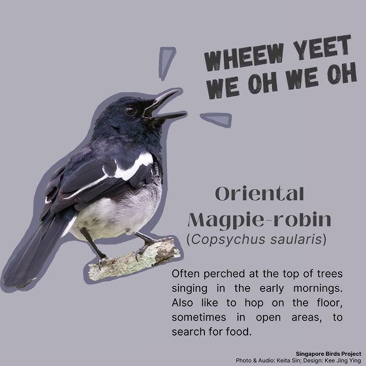 Singapore Birds Project - Oriental Magpie-robin