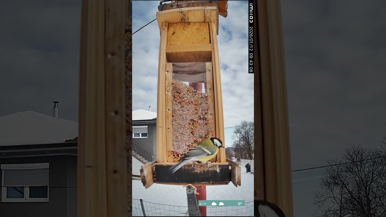 Great tit Winter survivor birds